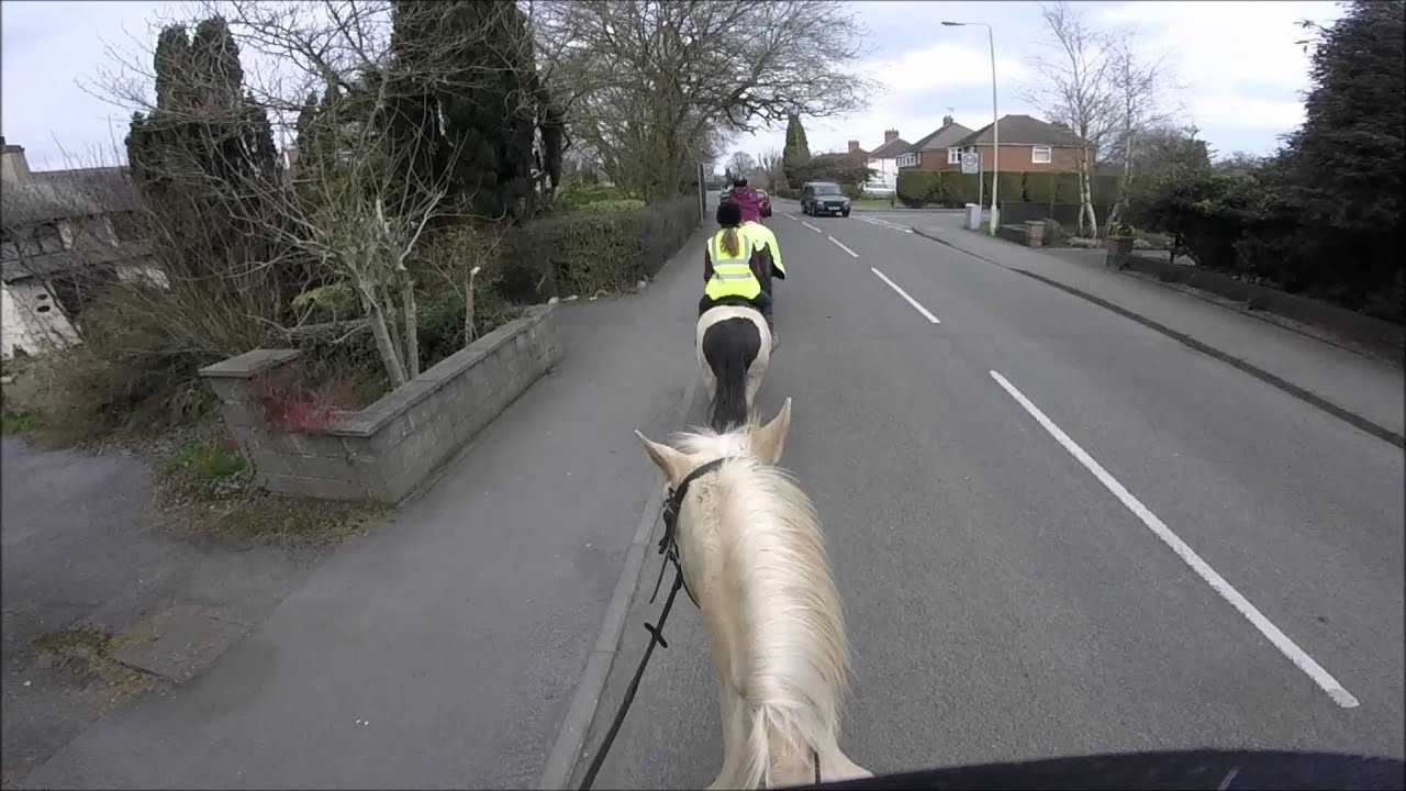 Traffic Training For Horses